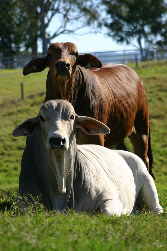 Vaches