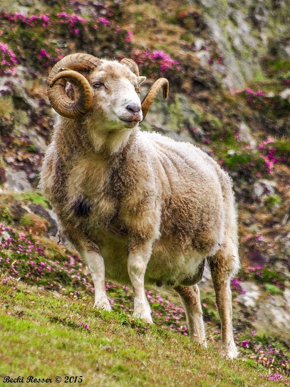 Moutons