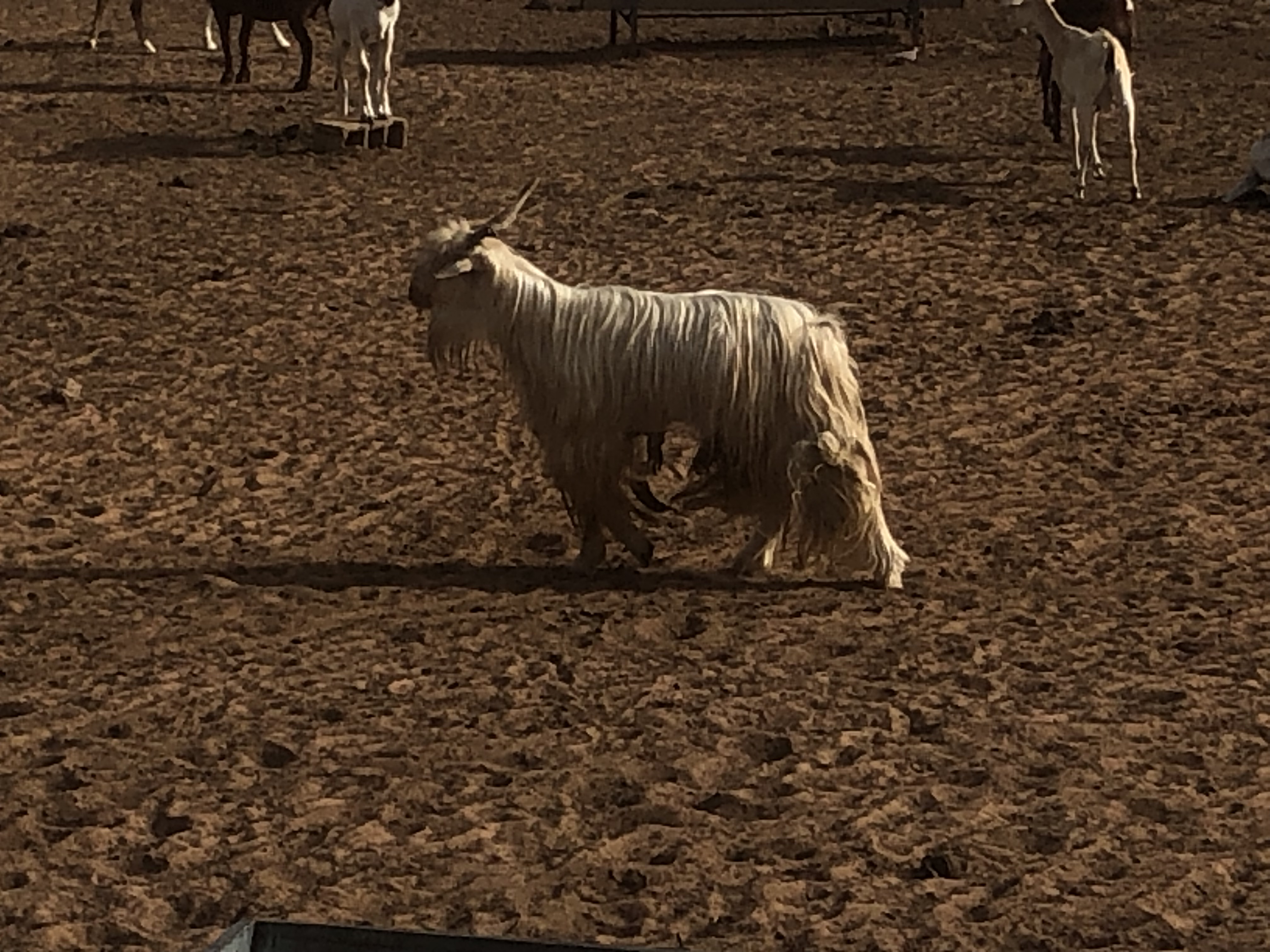 chevre arabe